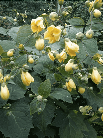 Киренгешома дланевидная