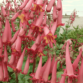 Фигелиус прямостоячий African Queen