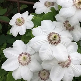 Клематис гибридный Królowa Jadwiga