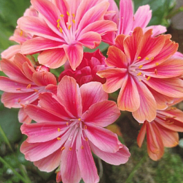 Левизия котиледон Elise