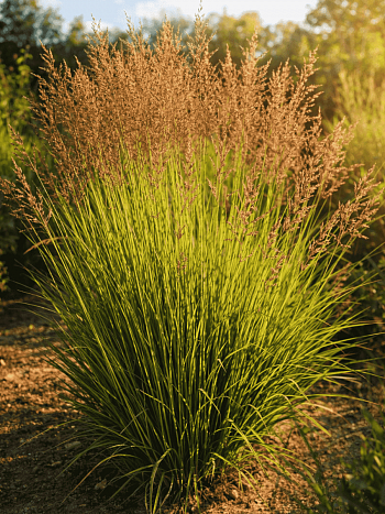 Молиния голубая Poul Petersen