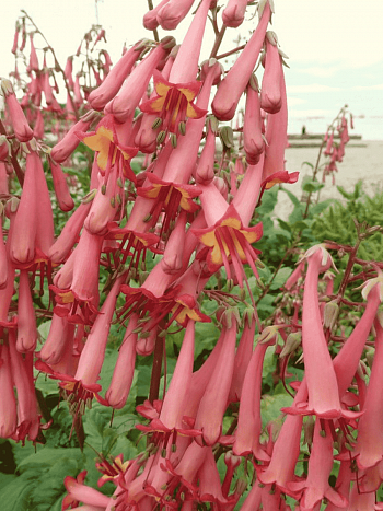 Фигелиус прямостоячий African Queen