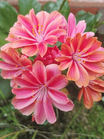 Левизия котиледон Elise