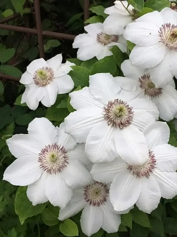 Клематис гибридный Królowa Jadwiga