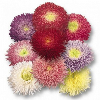 Астра Бенари Принцесс Микс Астра Бенари Принцесс Микс