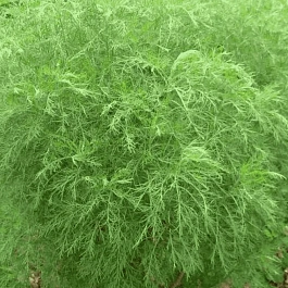 Полынь лечебная Божье Дерево