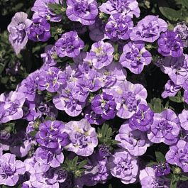 Калибрахоа махровая M.F. Double Loopy Lavender