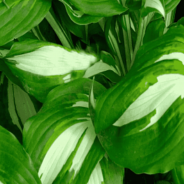Хоста Univittata
