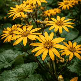 Бузульник зубчатый Desdemona