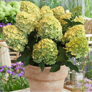 Гортензия метельчатая  GARDEN light Lemonlight