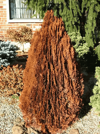 Туя восточная Morgan