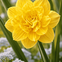 Нарцисс Eastertide