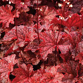 Гейхера Bloody Dinosaur