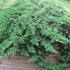 Можжевельник лежачий Nana