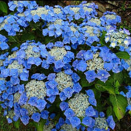Гортензия крупнолистная Blaumeise
