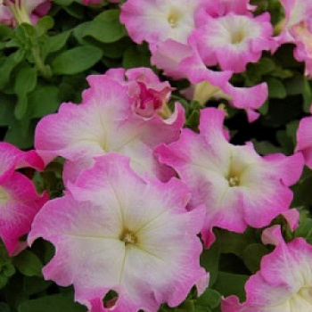 Петуния грандифлора Лимбо Джи Пи	Пинк Морн