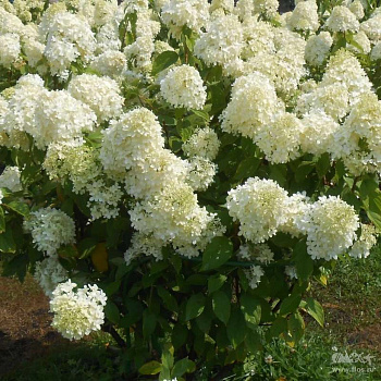 Гортензия метельчатая Селекшен