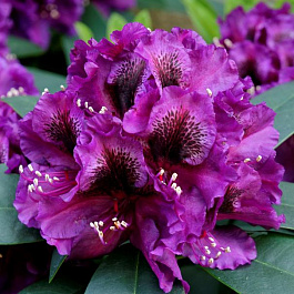 Рододендрон гибридный black pearl