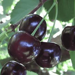 Черешня Россошанская крупная