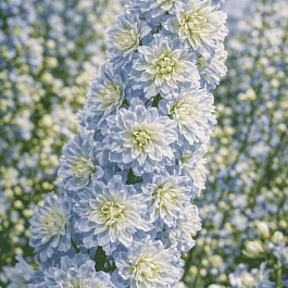 Дельфиниум  культурный Delphi's Moonlight