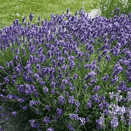 Лаванда узколистная Хидкот Блу Стрейн