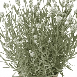 Лаванда  White Scent Early
