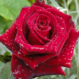 Роза чайно-гибридная Гранд Гала