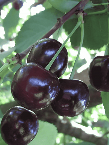 Черешня Россошанская крупная