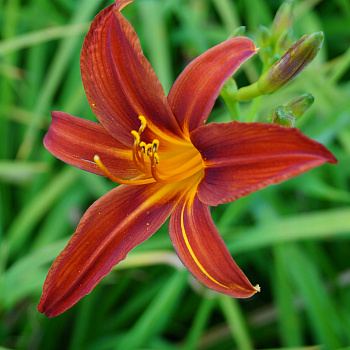 Лилейник гибридный Сэмми Рассел НАБОР 2ШТ (1+1)