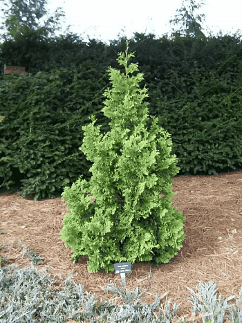 Туя западная Spiralis