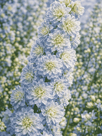 Дельфиниум  культурный Delphi's Moonlight