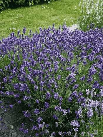 Лаванда узколистная Хидкот Блу Стрейн