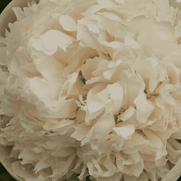 Пион Colonel Owen Cousins