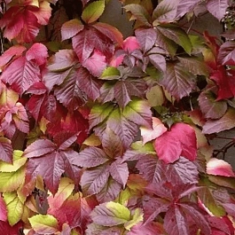 Виноград девичий Troki