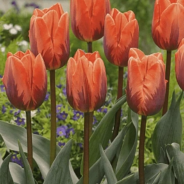 Тюльпан Princess Irene