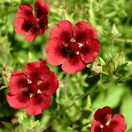 Лапчатка гибридная Monarch Velvet