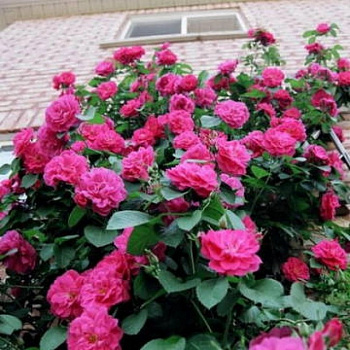 Роза парковая Кримсон Винтер Джевел