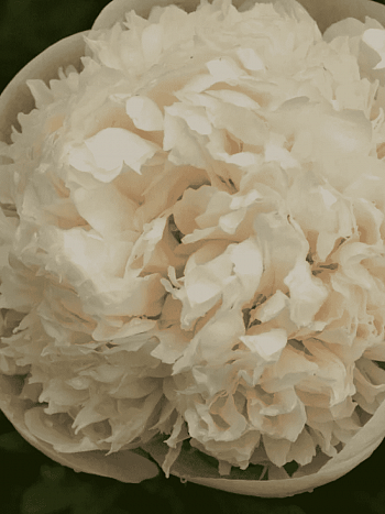 Пион Colonel Owen Cousins