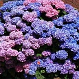 Гортензия крупнолистная Bouquet Rose