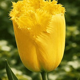 Тюльпан Maja