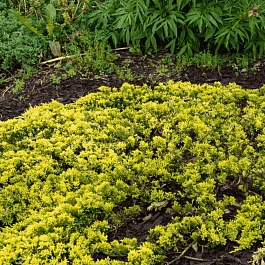 Можжевельник горизонтальный  Mother Lode