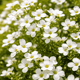 Аубриета Pixie Pearls