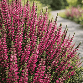 Вереск обыкновенный Amethyst