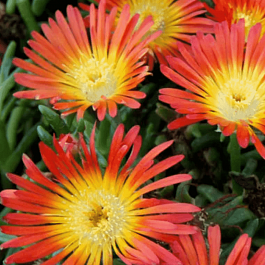 Делосперма Купера Ocean Sunset Orange Vibe