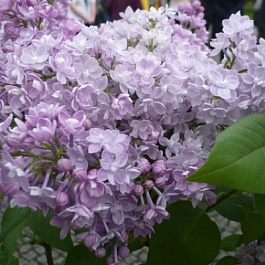 Сирень обыкновенная Дружба