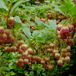 Энкиантус колокольчатый Ред Белс