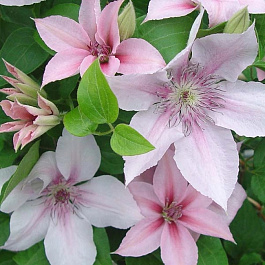 Клематис крупноцветковый Ян Павел II