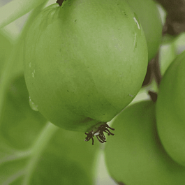 Актинидия Аргута  Chang Bai Giant