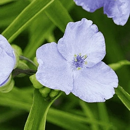 Традесканция Арендса LIttle doll