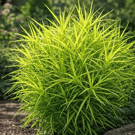 Осока пальмолистная